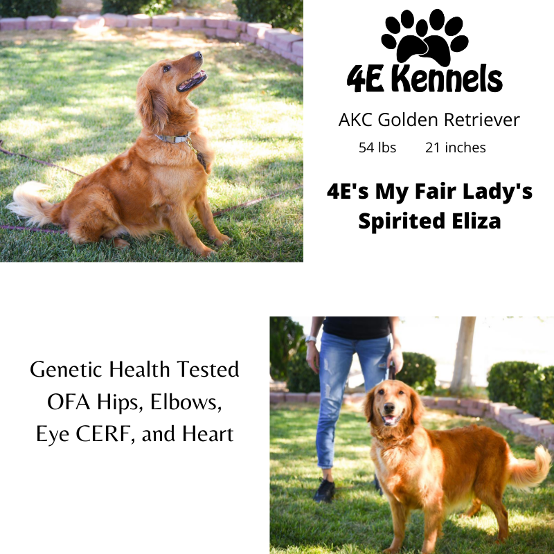 Goldendoodle Breeder Las Vegas Badass Breeder 4E Kennels